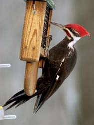 Pileated 